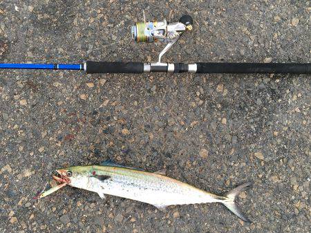 隣のエサ釣り師は爆釣